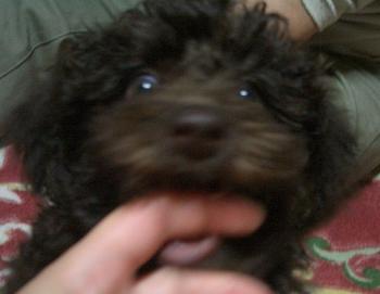 ペット保険のこと