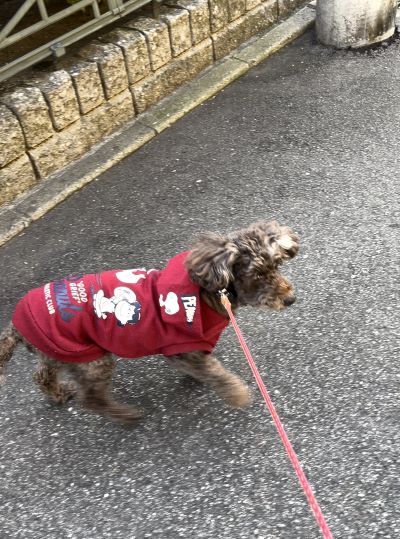 久しぶりにふつうのサクラ