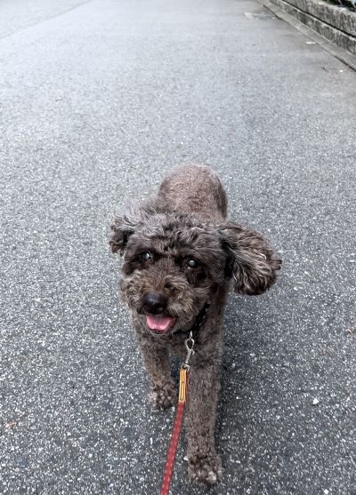 デスクトップ型パソコン購入/サマータイム中のサクラさん