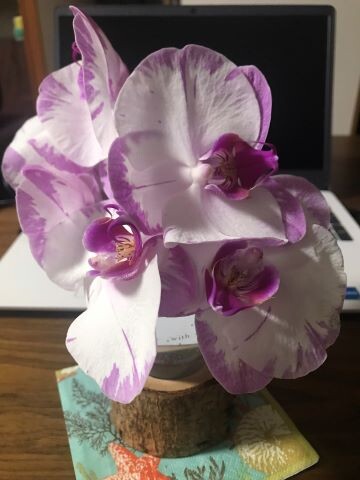 母と家でモツ鍋 ありふれた毎日