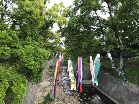 鯉のぼり