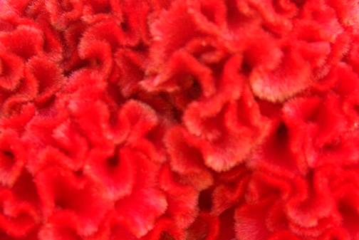 ベルベットの花