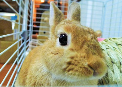 ティンちゃんの爪切り