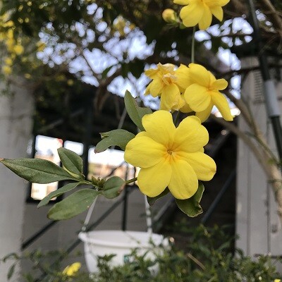 黄色の花を集めながら 花の名前について思うこと ありふれた毎日 黄色の花を集めながら 花の名前について思うこと ありふれた毎日