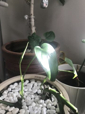 土に植え替えたモンステラと、土に埋もれていたゼフィランサスの球根
