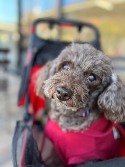 サクラ号カートに乗ってお散歩