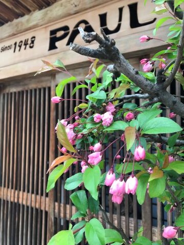 サクランボに似たハナカイドウ 母からの珍メール ありふれた毎日