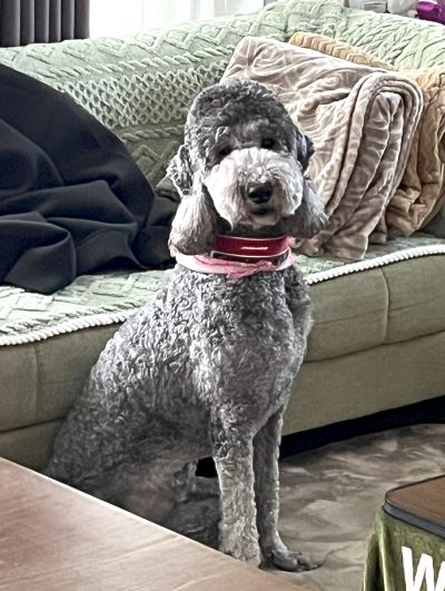 実家関連の今年の目標