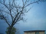 桜の季節になると