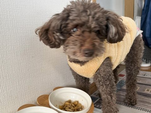 ハイシニア犬サクラ♡16歳の覚え書き