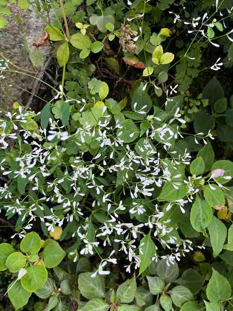 花鳥果物/甘いメロンと固い桃