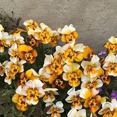 IMG_9509