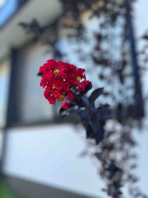 サルスベリの花の思い出