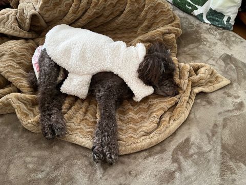 痙攣から2日目、今日のサクラ