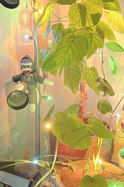 やっぱり飾ってよかった、クリスマスの飾り