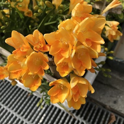 黄色の花を集めながら 花の名前について思うこと ありふれた毎日