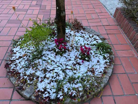 雪の日の散歩と、よく思い出す母の姿