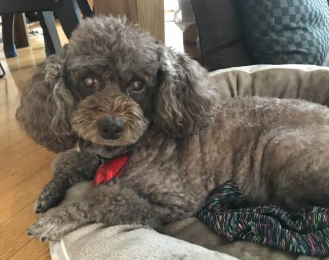 サクラと暮らし始めた2年前からのこと