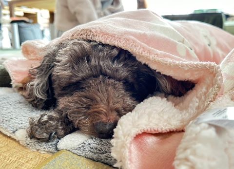 サクラへのプレゼント