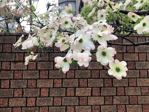 白いろいろ