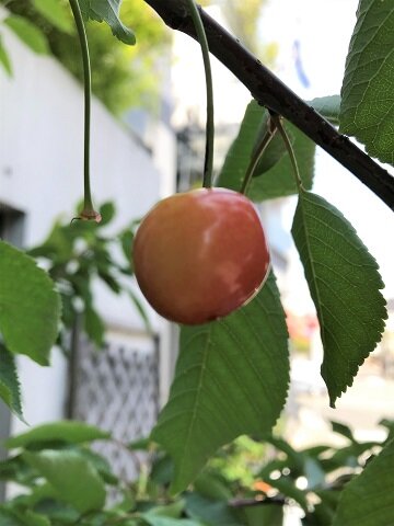 さくらんぼ