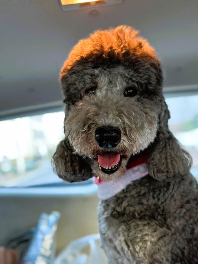 車からあぶれたポチコさん🐩