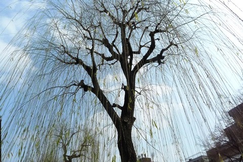 京都② 白川南通~先斗町