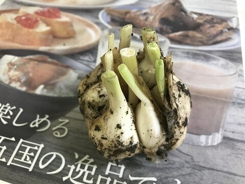 スイカロードで買ったもの