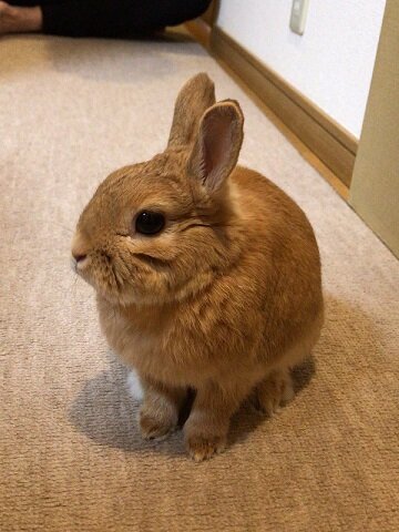 うさぎを飼うということ ありふれた毎日 うさぎを飼うということ ありふれた毎日