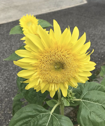 赤白黄色のひまわり : ありふれた毎日