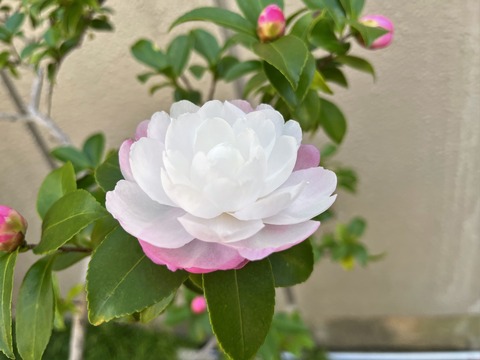 一日の終わりの儀式はサクラとの夜散歩