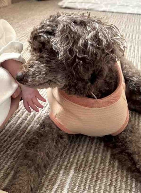 サクラと🐥ちゃんの初対面