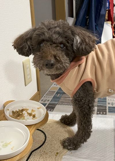 見守りカメラを見守る娘と、見守りカメラを見逃す私