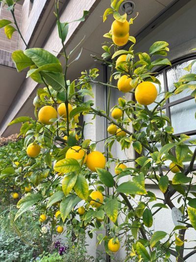 新年の準備は着々と