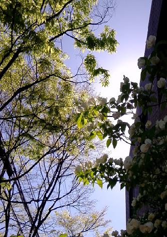 初夏へ