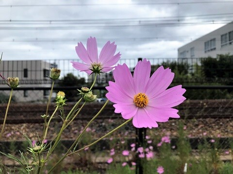雑草のコスモスと花のコスモスの違い ありふれた毎日