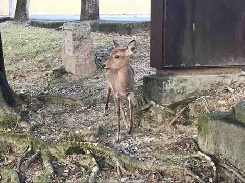 ふふ奈良~夕食前の散歩~