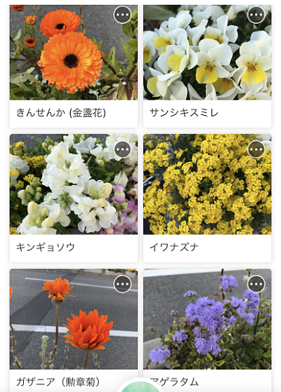 花の名前 ありふれた毎日