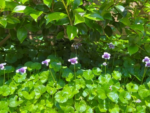 如意菫（ニョイスミレ）から暗記力の話に