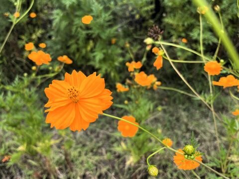 久しぶりにウォーキングをして考えたこと