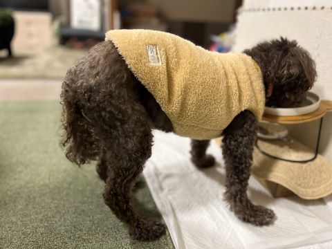 今年最後の歯科通い