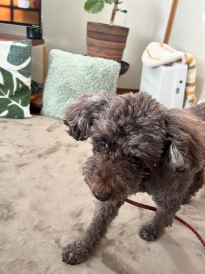 サクラの痙攣発作