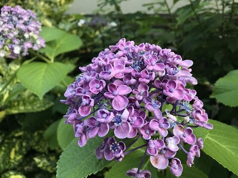 ドラマ モンスター 感想 ありふれた毎日