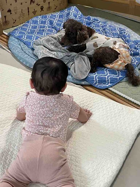サクラと孫ちゃん