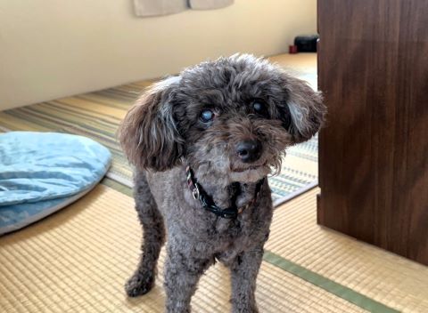 わんこ仲間のインスタから