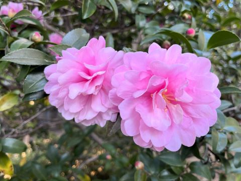 ツバキの花のような人だった母