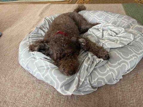 サクラのママミング（ママがするトリミング）