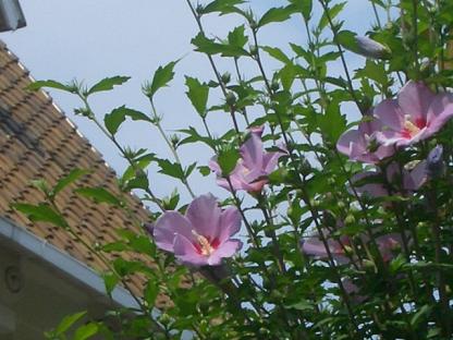 アオイ科の花 ありふれた毎日 アオイ科の花 ありふれた毎日