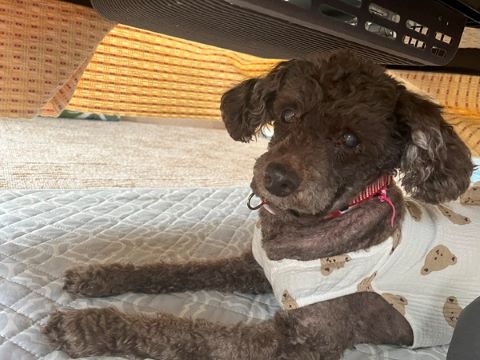 老犬にしかない可愛さと愛おしさ