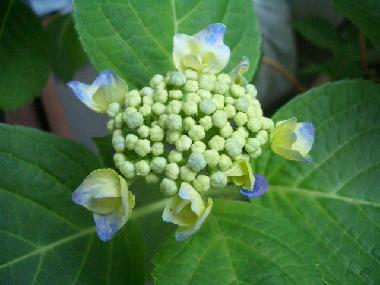 紫陽花の色